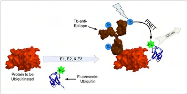 Assay schematics for the ubiquitination of an epitope-tagged protein Assay schematics for the ubiquitination of an epitope-tagged protein