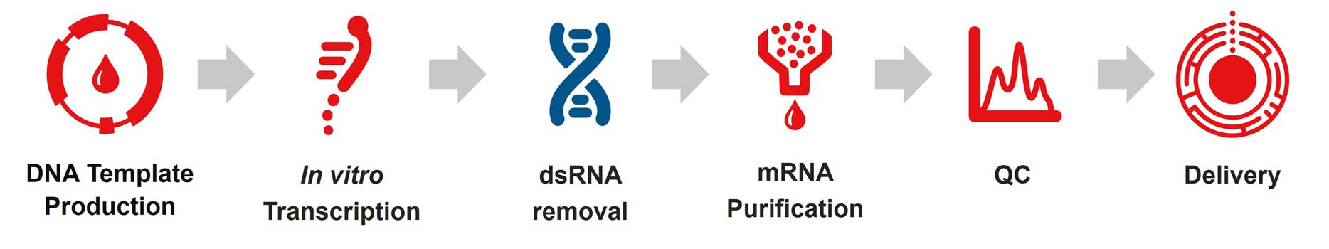 MEGAclear dsRNA Removal Kit achieves dsRNA removal in mRNA synthesis workflows 6-step workflow diagram of IVT mRNA synthesis