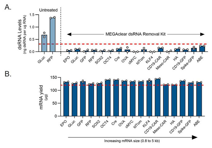 dsRNA byproduct removal and high mRNA recovery bar charts showing clearing of dsDNA and mRNA yield for various genes