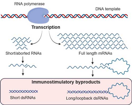 Formation of dsRNA byproducts during IVT reactions diagram of formation of immunostimulatory byproducts that occur during IVT