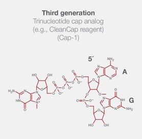 Third generation cap Structural formula of a third-generation trinucleotide cap analog used to cap IVT mRNA