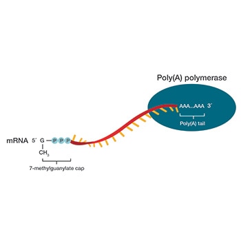 mRNA capping and tailing mRNA capping and tailing