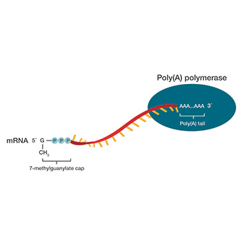 mRNA capping and tailing mRNA capping and tailing