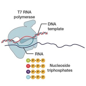 T7 DNA polymerase synthesizing RNA T7 DNA polymerase synthesizing RNA