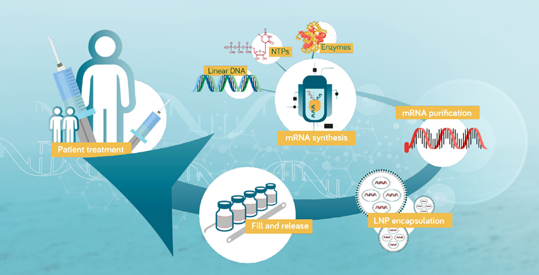 mRNA manufacturing process Manufacturing of mRNA vaccines and therapeutics from production, purification, encapsulation, to fill and release