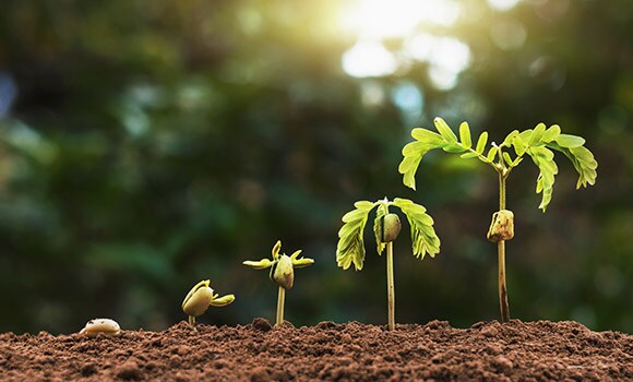 Plant metabolism and nutrition Plant metabolism and nutrition