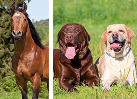 companion animals companion animals