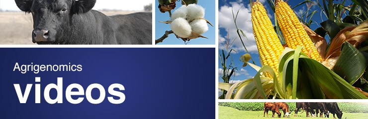 Agrigenomics Videos Agrigenomics Videos
