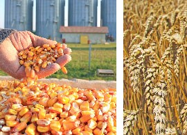 Plants showcase Plants showcase