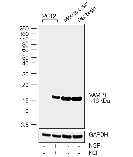 COL22112-Fig4 COL22112-Fig4