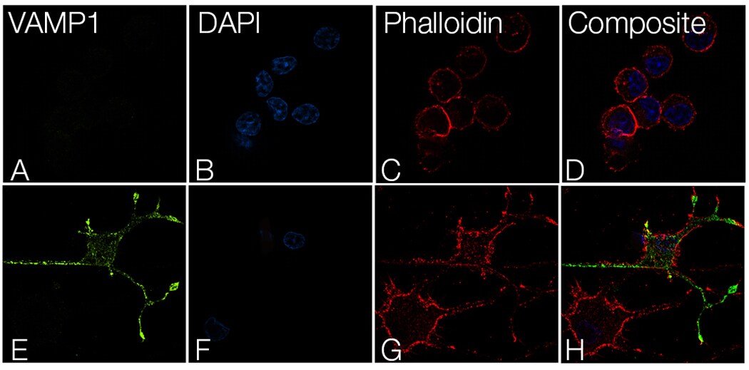 COL22112-Fig5-Large COL22112-Fig5-Large
