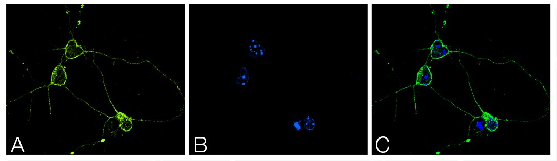 COL22112-Fig1-Large COL22112-Fig1-Large