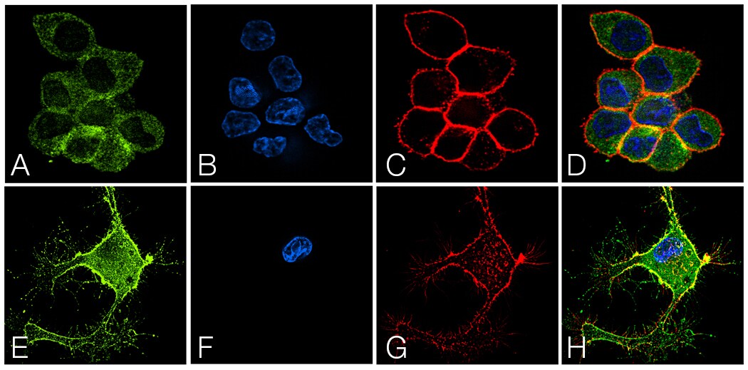 COL22112-Fig2-Large COL22112-Fig2-Large