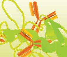 Antibody Application Notes Antibody Application Notes