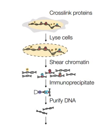 ChIP 法示意图 ChIP 法示意图