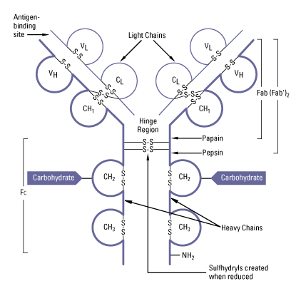 抗体 IgG 结构和裂解位点的片段化 抗体 IgG 结构和裂解位点的片段化