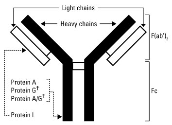 抗体结合蛋白的结合位点 抗体结合蛋白的结合位点