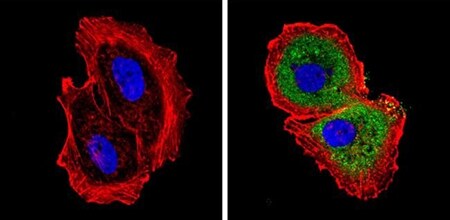 Immunofluorescent analysis of DIABLO in MCF-7 cells Immunofluorescent analysis of DIABLO in MCF-7 cells