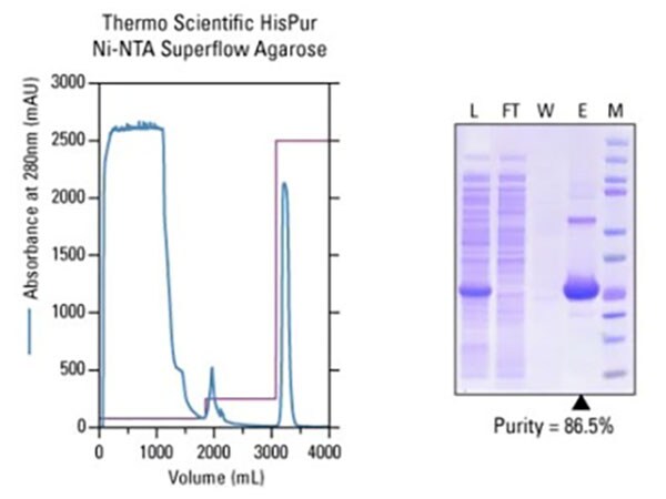 His标签蛋白的亲和纯化 His标签蛋白的亲和纯化
