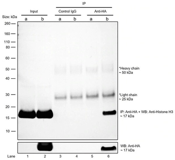 用于免疫沉淀和蛋白免疫印迹的 HA 标签单克隆抗体 用于免疫沉淀和蛋白免疫印迹的 HA 标签单克隆抗体
