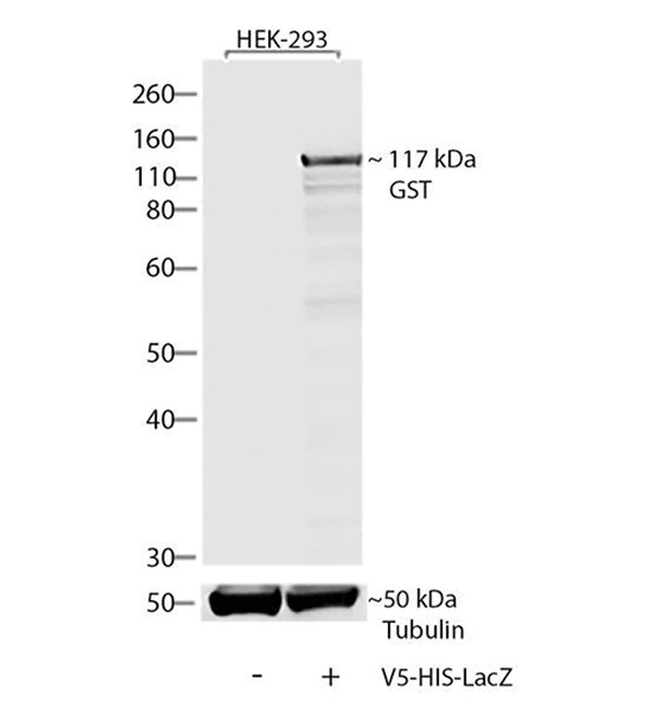 对 V5 标签抗体使用蛋白免疫印迹 对 V5 标签抗体使用蛋白免疫印迹