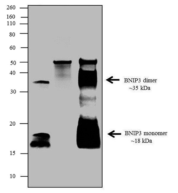 IP 中的 DYKDDDDK 标签抗体 IP 中的 DYKDDDDK 标签抗体