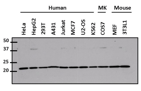 Western blot analysis of Cdc42 using PA1-092 Western blot analysis of Cdc42 using PA1-092
