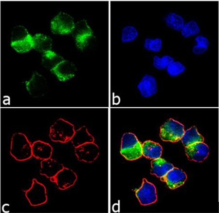 Immunofluorescence analysis of DR3 Immunofluorescence analysis of DR3