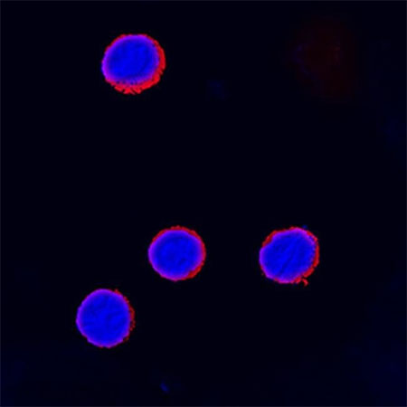 Immunocytochemical analysis of CTLA-4 Immunocytochemical analysis of CTLA-4