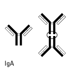Structure of IgA Structure of IgA