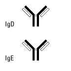 IgD and IgE Class IgD and IgE Class