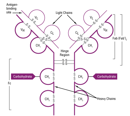 Generalized structure of an immunoglobulin Generalized structure of an immunoglobulin
