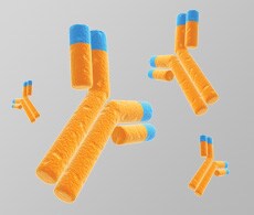 Antibody Methods Antibody Methods