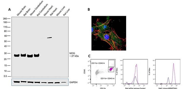 WB, ICC, and Flow analysis of MOG, EEAT2, and SALL1, respectively WB, ICC, and Flow analysis of MOG, EEAT2, and SALL1, respectively