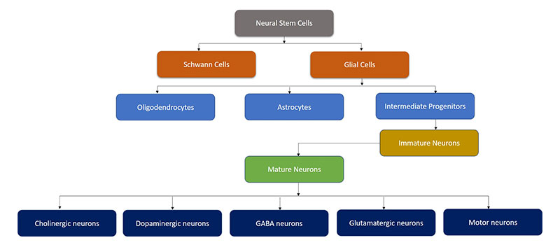 Neurogenesis of mammalian nervous system Neurogenesis of mammalian nervous system