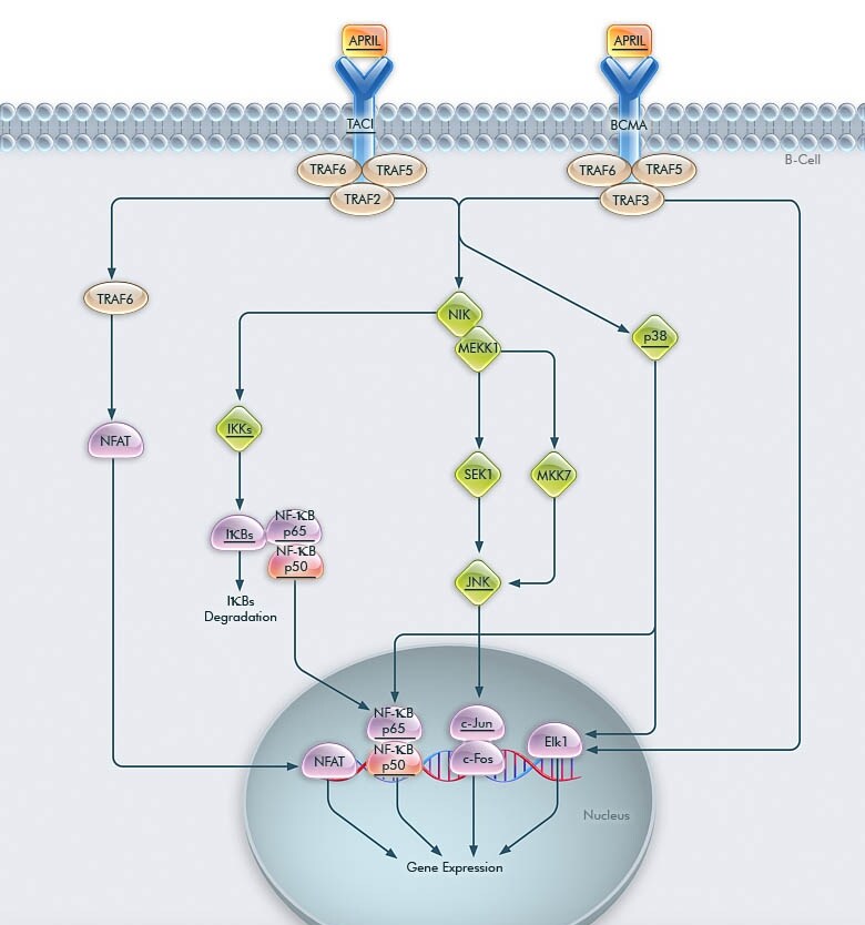 AB70-1100-april-pathway AB70-1100-april-pathway