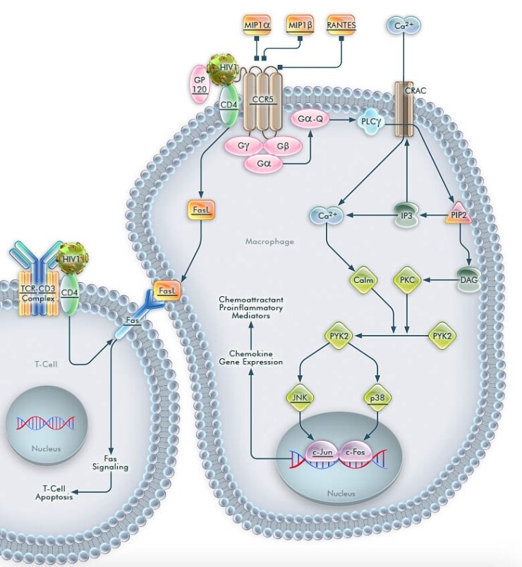 CCR5 Pathway in Macrophages CCR5 Pathway in Macrophages