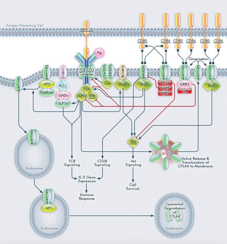 CTLA4 Signaling Pathway CTLA4 Signaling Pathway