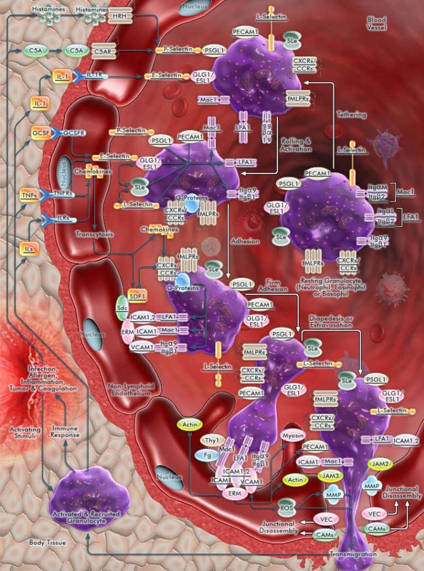 Granulocyte Adhesion and Diapedesis Granulocyte Adhesion and Diapedesis