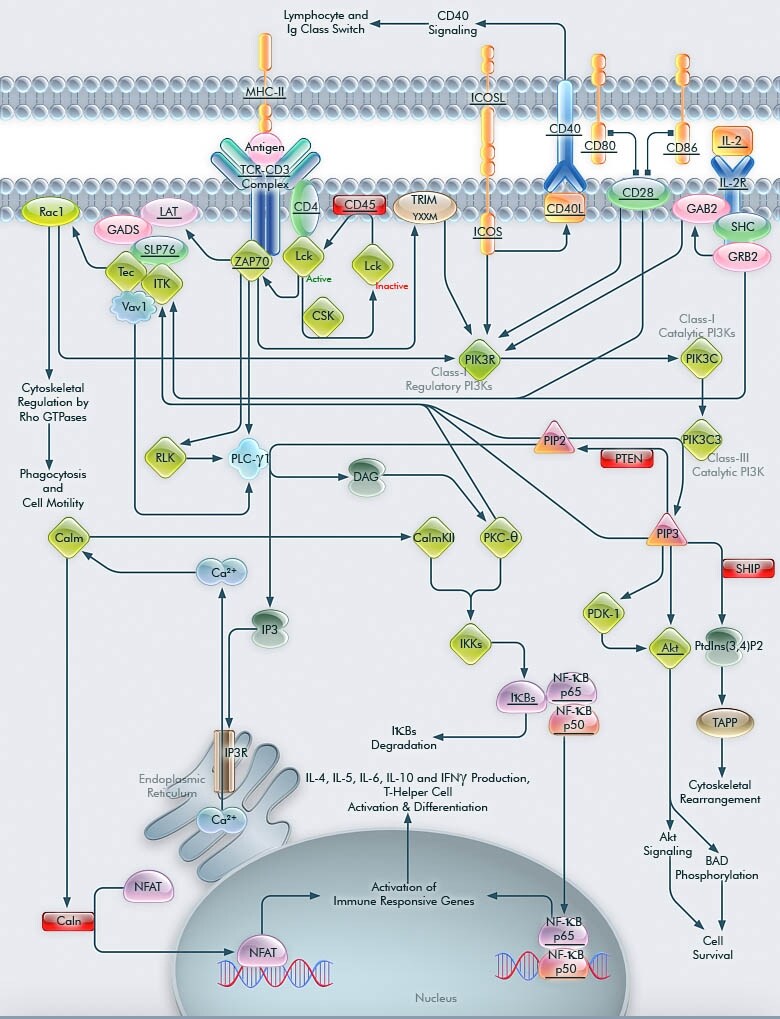 ICos-ICosL Pathway in T-Helper Cells ICos-ICosL Pathway in T-Helper Cells