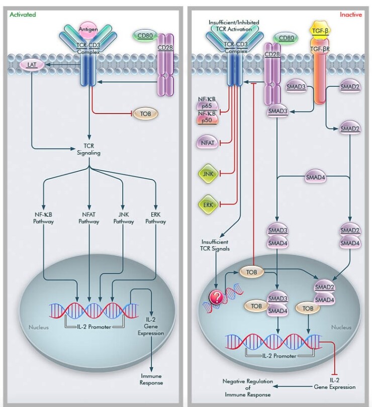 IL-2 Gene Expression in Activated and Quiescent T-Cells IL-2 Gene Expression in Activated and Quiescent T-Cells