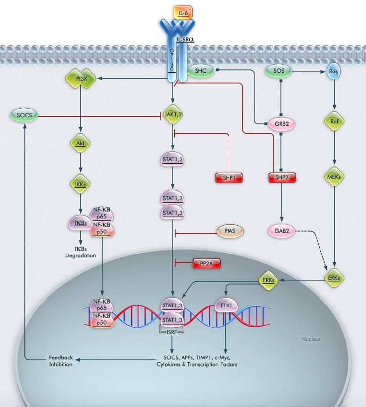 IL-6 Pathway IL-6 Pathway
