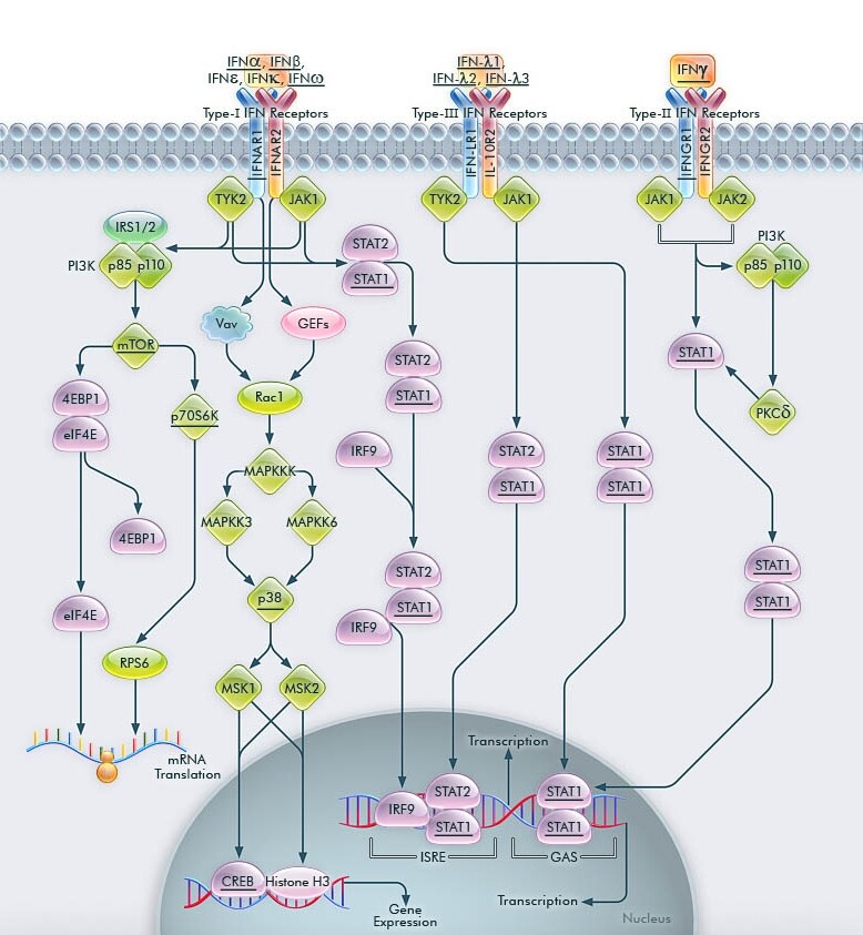 IFN干扰素通路 IFN干扰素通路