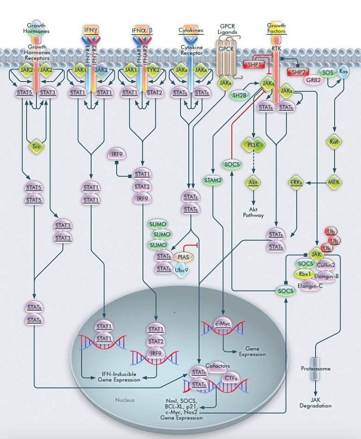 JAK/STAT 通路-LG JAK/STAT 通路