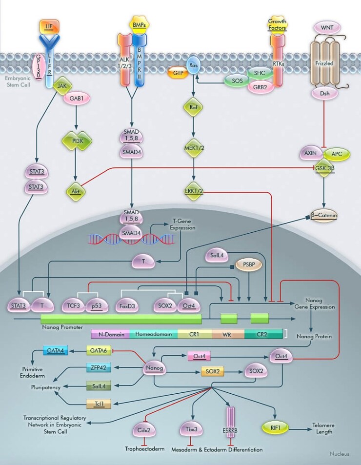 Nanog in Mammalian ESC Pluripotency Nanog in Mammalian ESC Pluripotency