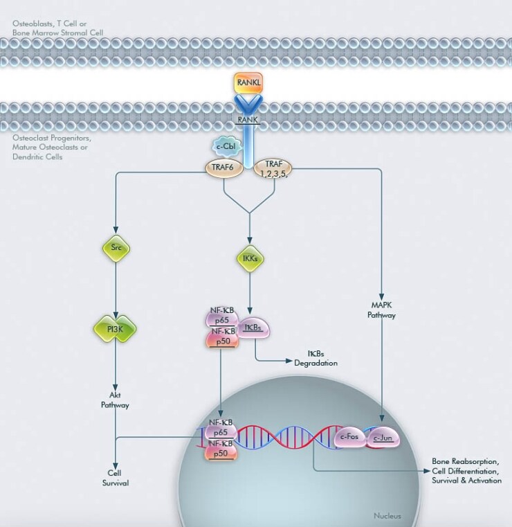 RANK Pathway RANK Pathway