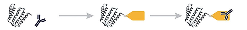 Epitope Tag Antibodies Education Center Epitope Tag Antibodies Education Center