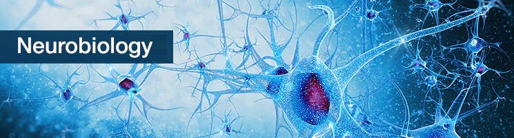 Neurobiology Antibodies Education Center Neurobiology Antibodies Education Center