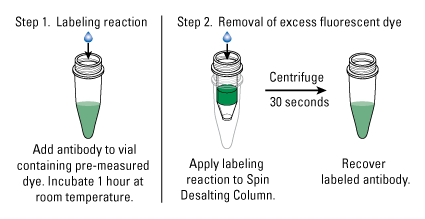 FluorLabeling-fig1 FluorLabeling-fig1