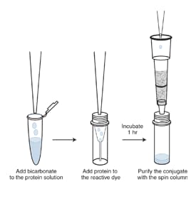 抗体标记试剂盒如何工作 抗体标记试剂盒如何工作